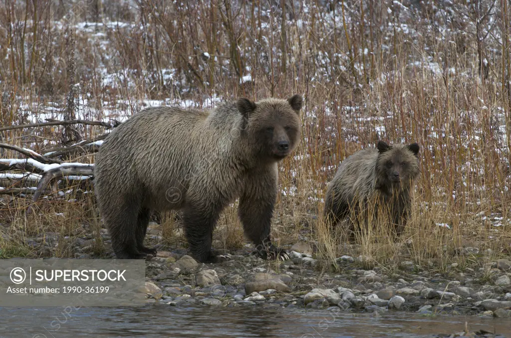 Grizzly Bear Sow and 1st year cub Ursus arctos on Fishing Branch River, Ni´iinlii Njik Ecological Reserve, Yukon Territory, Canada