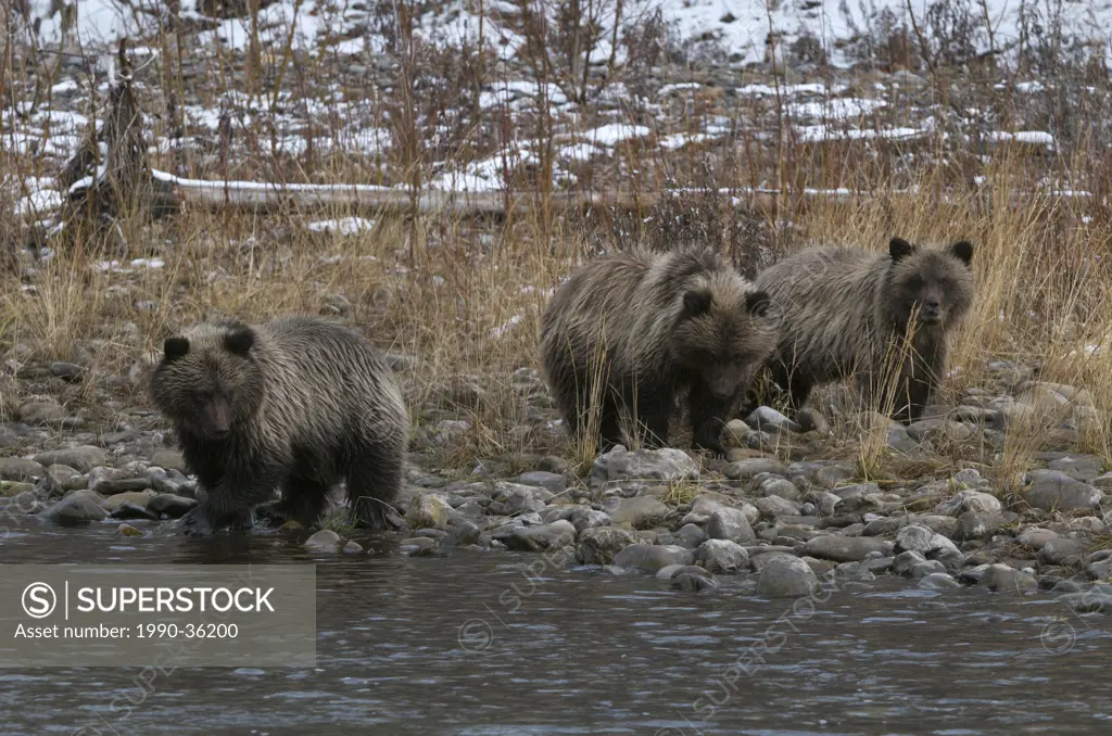 Grizzly Bear 1st Year Cubs Ursus arctos on Fishing Branch River, Ni´iinlii Njik Ecological Reserve, Yukon Territory, Canada