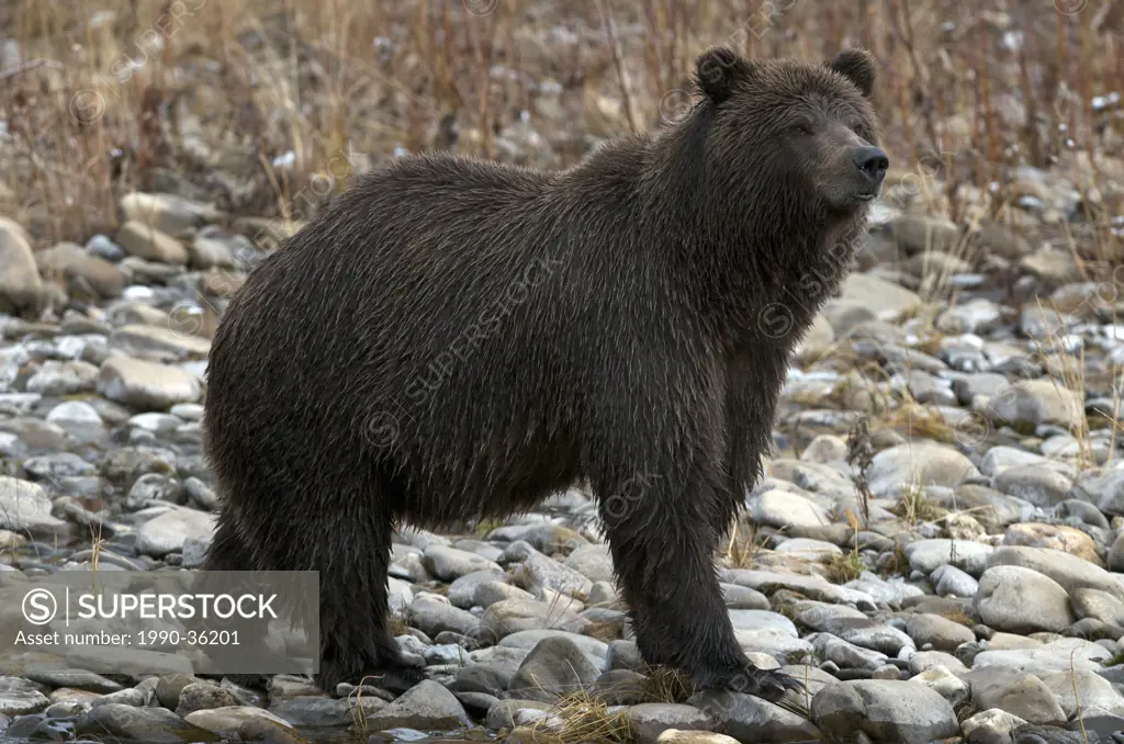 Grizzly Bear Ursus arctos along Fishing Branch River, Ni´iinlii Njik Ecological Reserve, Yukon Territory, Canada