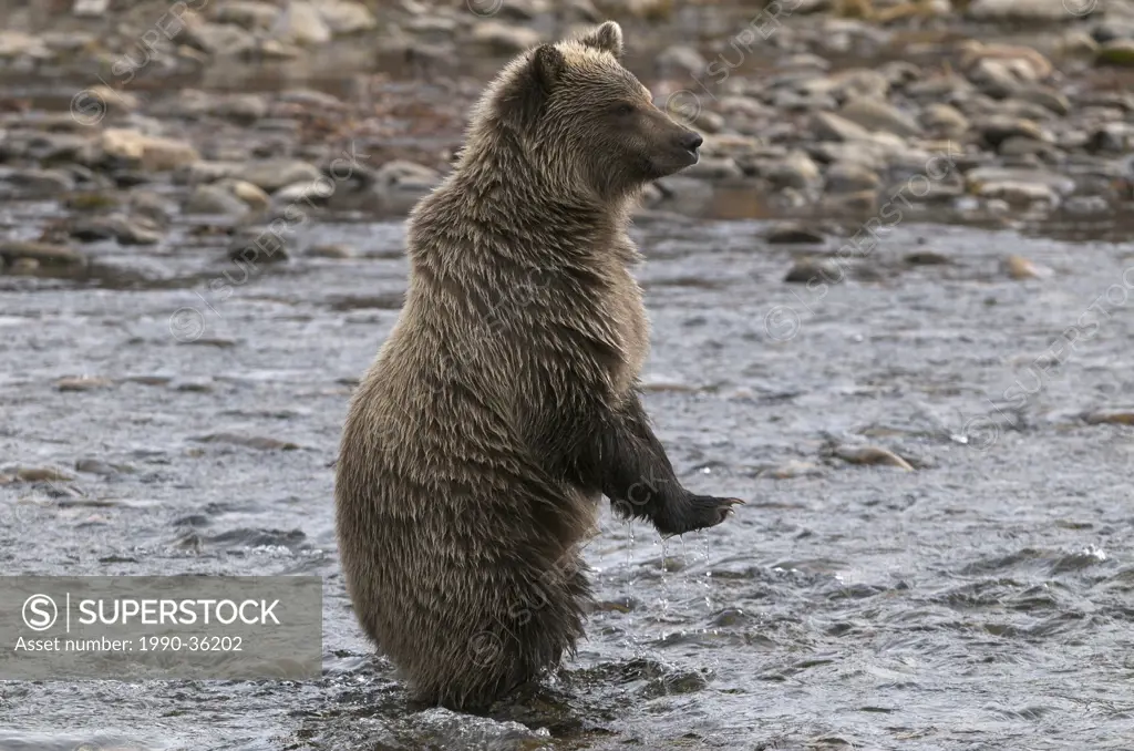 Grizzly Bear Standing_2nd Year Cub Ursus arctos along Fishing Branch River, Ni´iinlii Njik Ecological Reserve, Yukon Territory, Canada