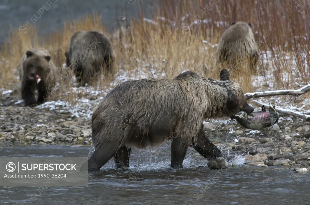 Grizzly Bear Mother with Chum Salmon and 1st Year Cubs Ursus arctos on Fishing Branch River, Ni´iinlii Njik Ecological Reserve, Yukon Territory, Canad...