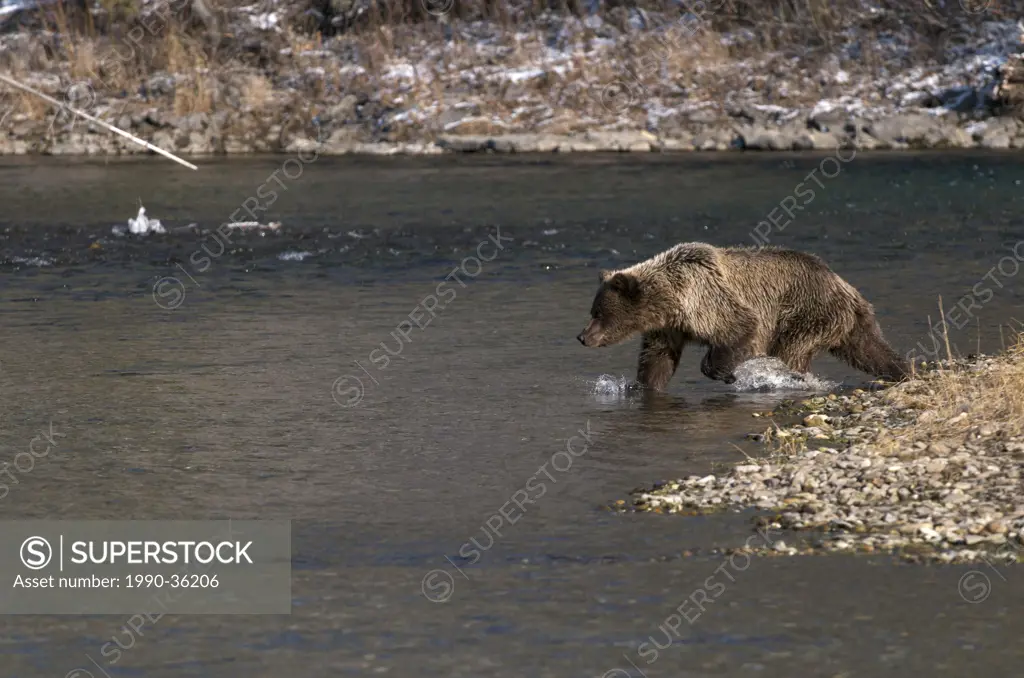 Grizzly Bear Ursus arctos fishing on Fishing Branch River, Ni´iinlii Njik Ecological Reserve, Yukon Territory, Canada