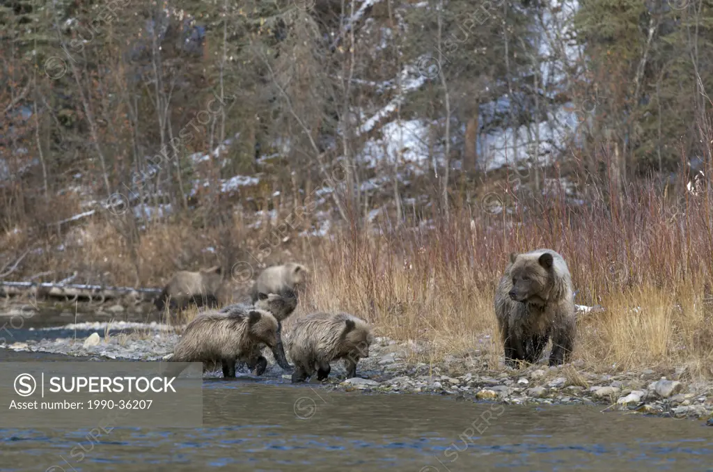 Grizzly Bear Sow and 1st year cubs Ursus arctos on Fishing Branch River, Ni´iinlii Njik Ecological Reserve, Yukon Territory, Canada
