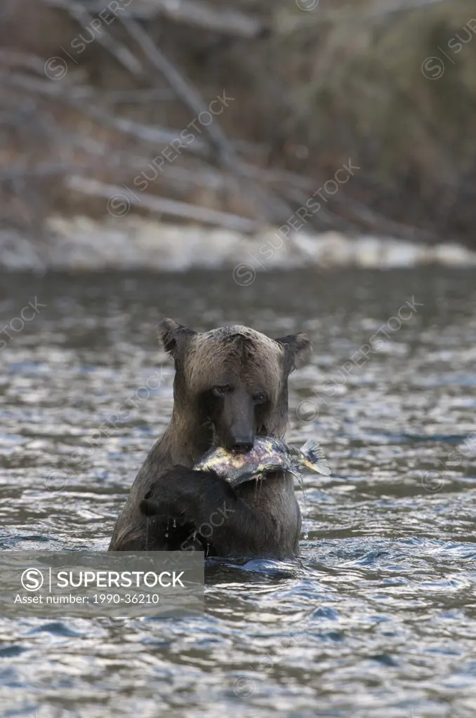 Grizzly Bear Ursus arctos with Chum Salmon, Fishing Branch River, Ni´iinlii Njik Ecological Reserve, Yukon Territory, Canada