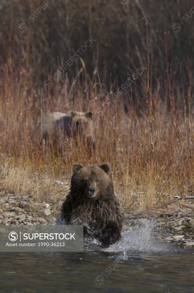 Grizzly Bear Ursus arctos fishing on Fishing Branch River, Ni´iinlii Njik Ecological Reserve, Yukon Territory, Canada