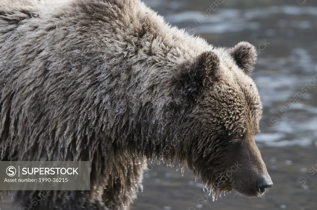 Grizzly Bear Ursus arctos close_up with ice on fur along Fishing Branch River, Ni´iinlii Njik Ecological Reserve, Yukon Territory, Canada