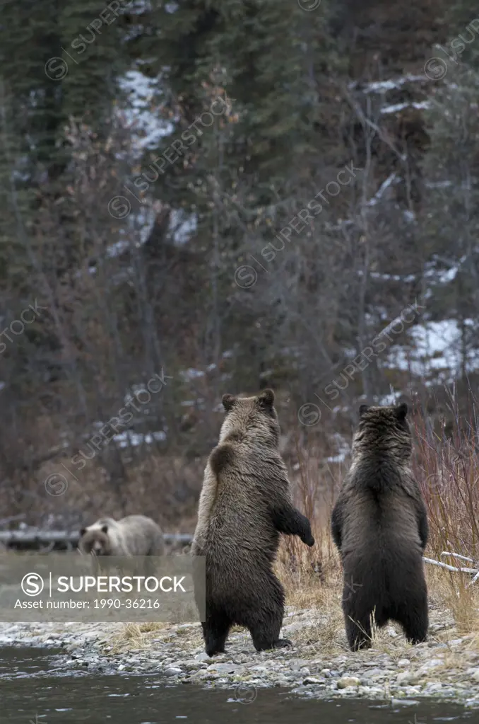Grizzly Bear Ursus arctos standing_to locate concern along Fishing Branch River, Ni´iinlii Njik Ecological Reserve, Yukon Territory, Canada