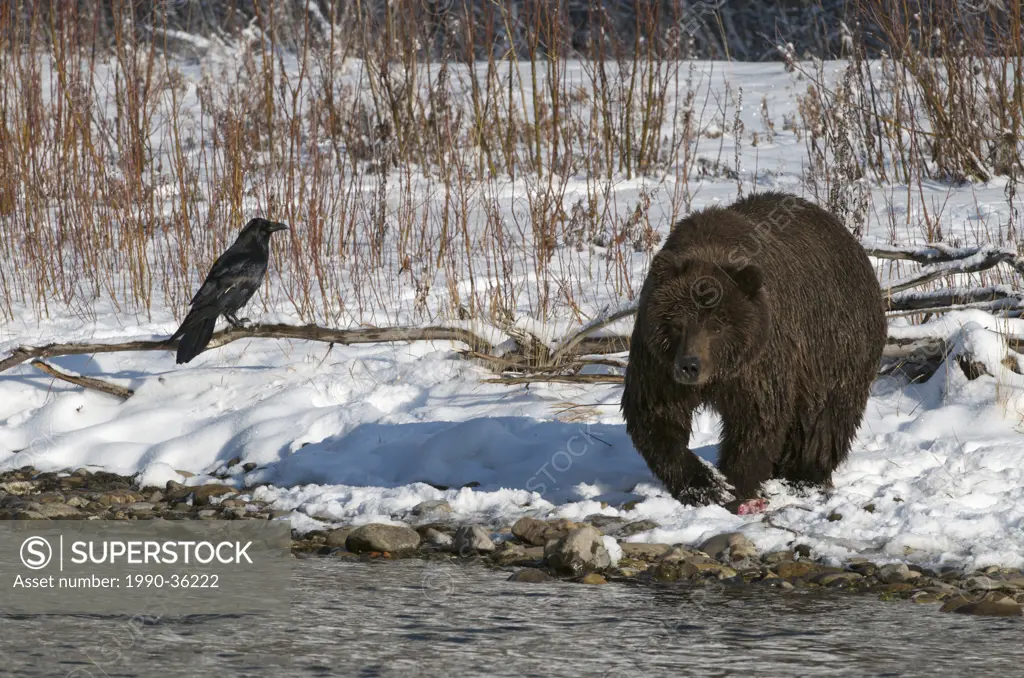 Grizzly Bear Ursus arctos and Raven along Fishing Branch River, Ni´iinlii Njik Ecological Reserve, Yukon Territory, Canada