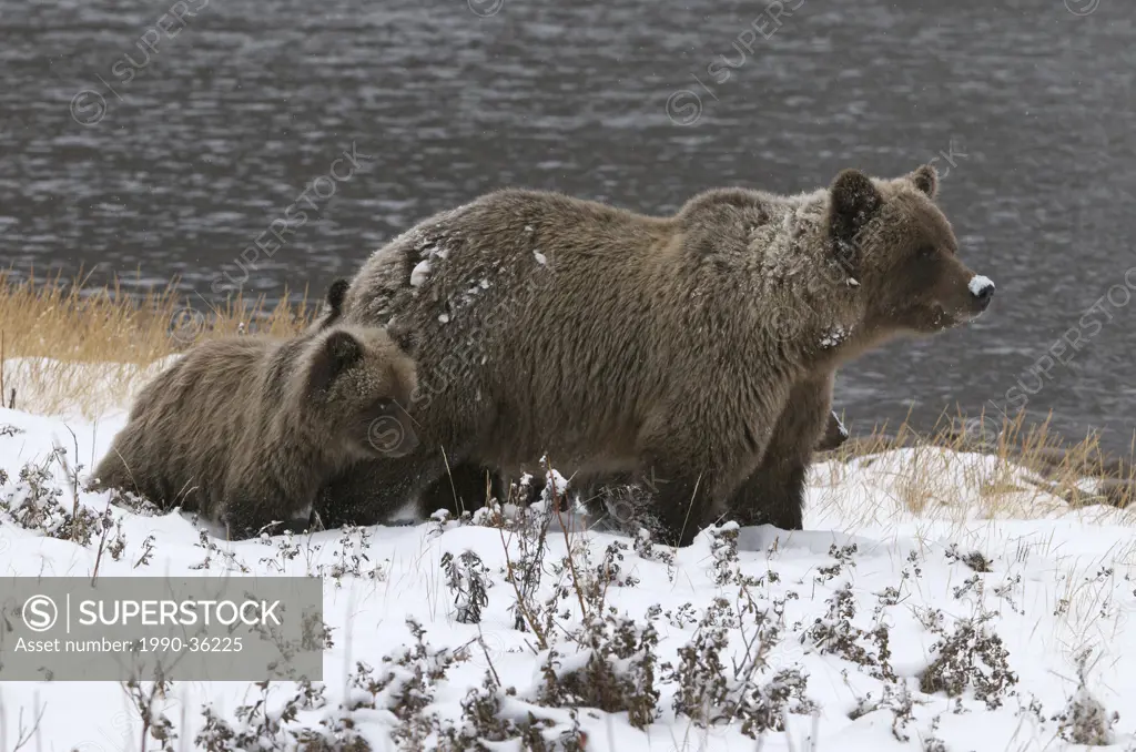 Grizzly Bear Sow and 1st year cubs Ursus arctos along Fishing Branch River, Ni´iinlii Njik Ecological Reserve, Yukon Territory, Canada