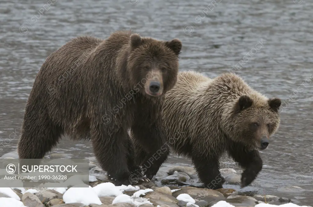 Grizzly Bear and 2nd year cub Ursus arctos on Fishing Branch River, Ni´iinlii Njik Ecological Reserve, Yukon Territory, Canada