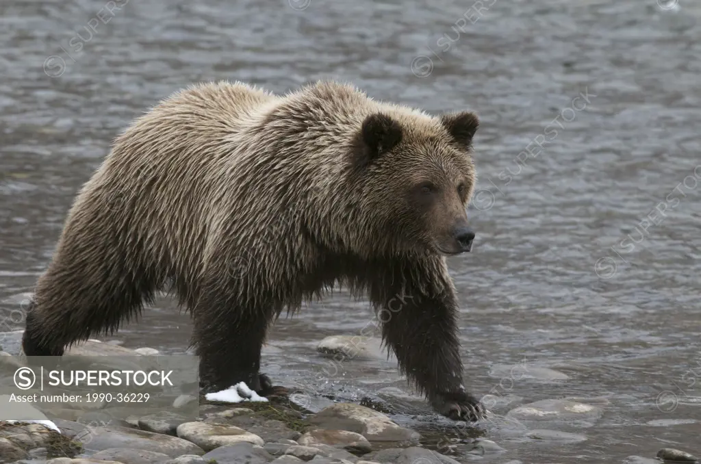 Grizzly Bear_2nd Year Cub Ursus arctos along Fishing Branch River, Ni´iinlii Njik Ecological Reserve, Yukon Territory, Canada