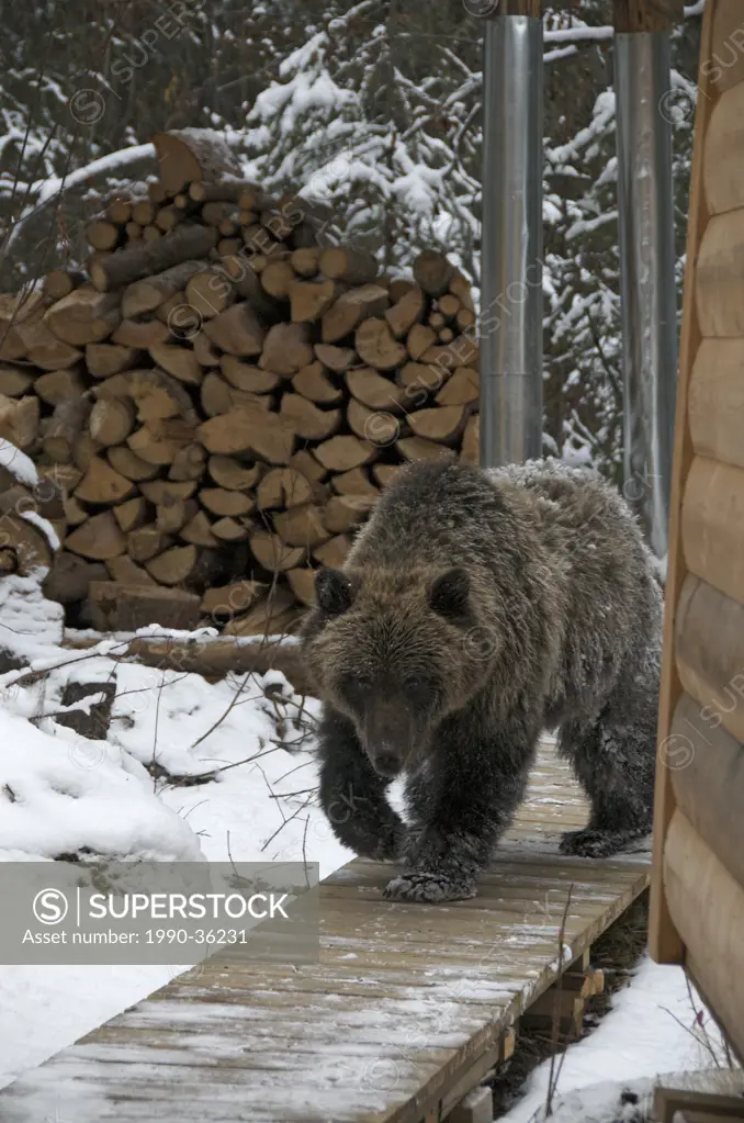 Grizzly Bear Ursus arctos near cabin in Ni´iinlii Njik Ecological Reserve, Yukon Territory, Canada