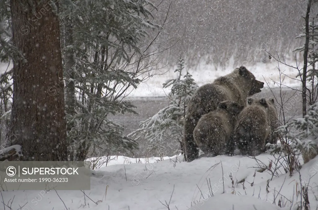 Grizzly Bear Sow and 1st year cubs Ursus arctos on Fishing Branch River, Ni´iinlii Njik Ecological Reserve, Yukon Territory, Canada