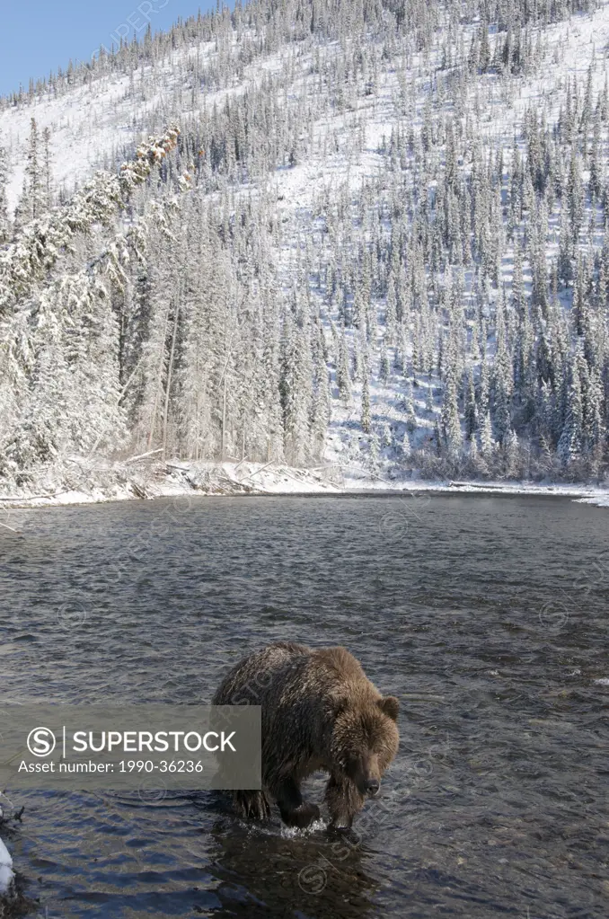 Grizzly Bear Ursus arctos in Fishing Branch River, Ni´iinlii Njik Ecological Reserve, Yukon Territory, Canada