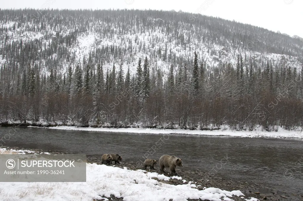 Grizzly Bear Sow and 1st year cubs Ursus arctos on Fishing Branch River, Ni´iinlii Njik Ecological Reserve, Yukon Territory, Canada