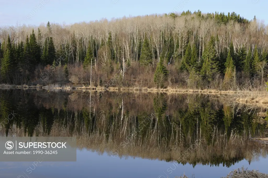 Reflection of boreal Forest with white spruce, balsam fir, paper birch and trembling aspen. Lake Superior National Marine Conservation Area, Ontario, ...