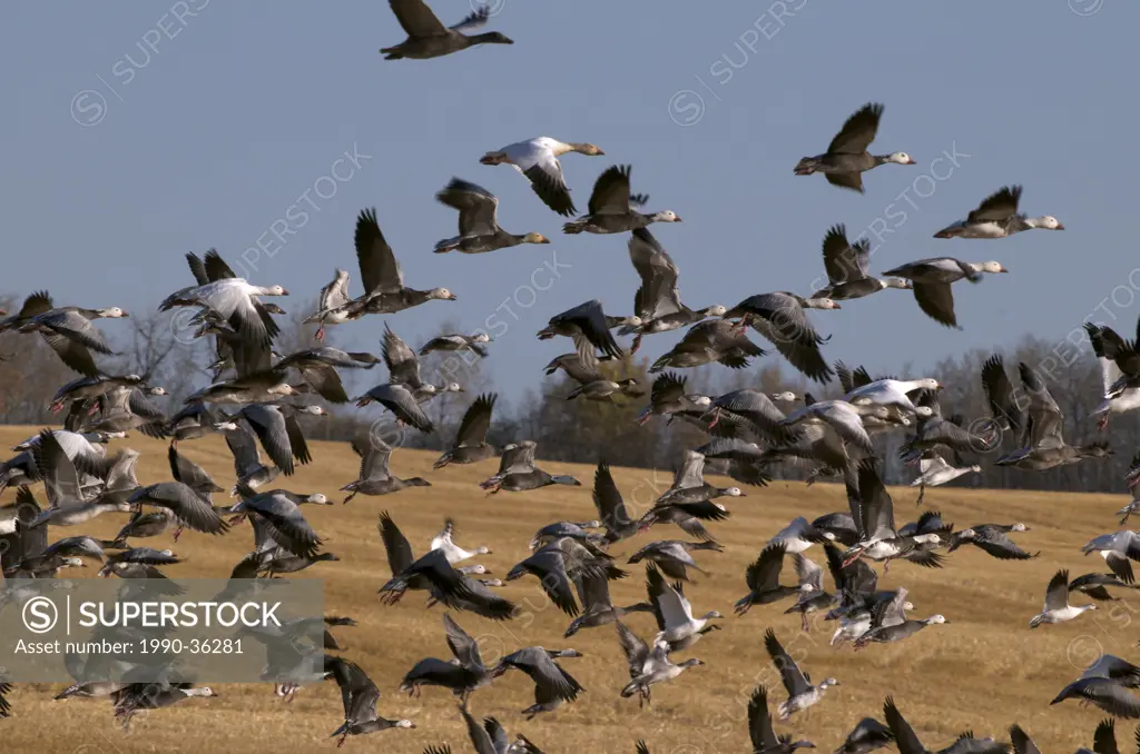 The Snow Goose Chen caerulescens and Canada Goose Branta canadensis take flight from open field, Saskatchewan, Canada.