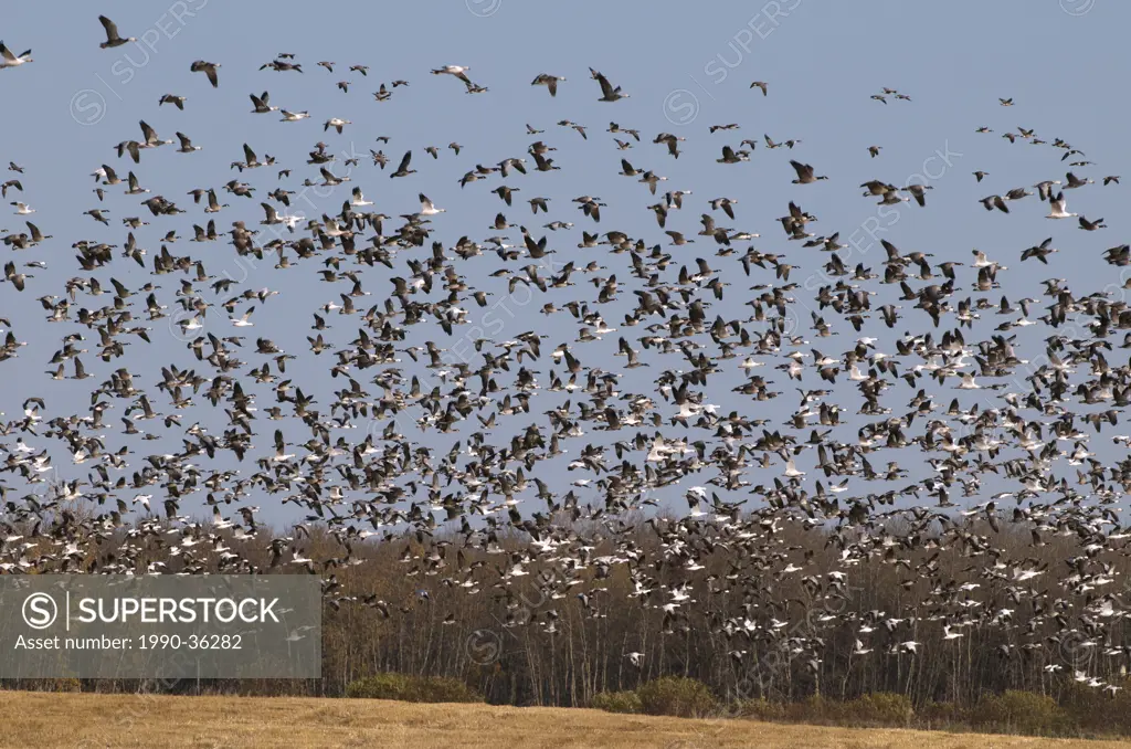 The Snow Goose Chen caerulescens and Canada Goose Branta canadensis take flight from open field, Saskatchewan, Canada.