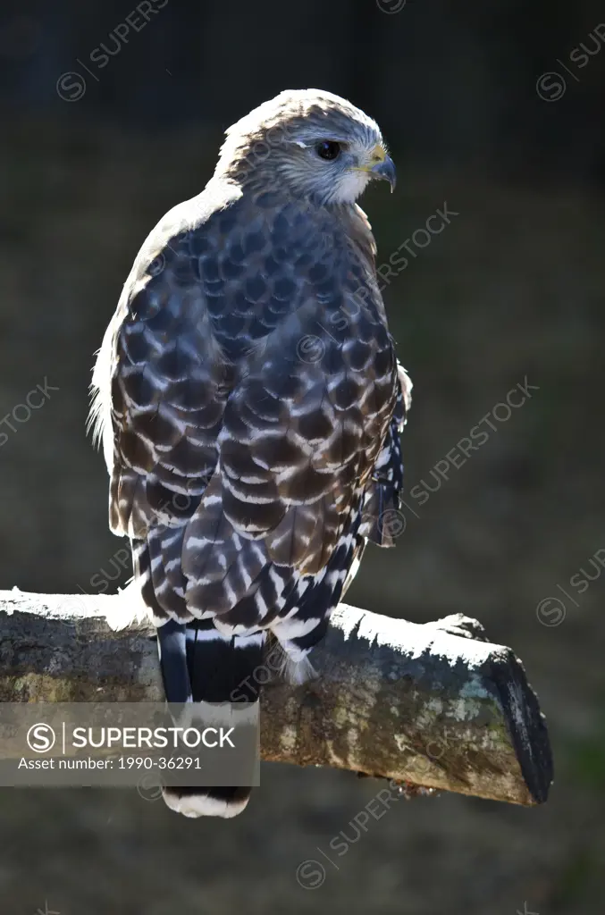 Red_shouldered Hawk Buteo lineatus