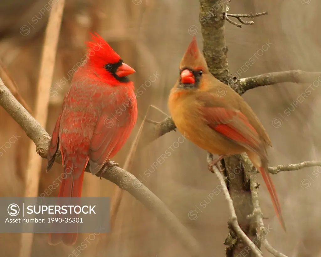Male and Female Northern Cardinal Cardinalis cardinalis or Redbird