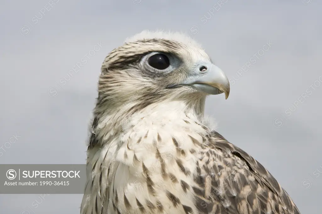 Gyrfalcon Falco rusticolus X Lanner falcon Falco biarmicus, female, juvenile, captive, falconer´s bird. photographed in Pawnee National Grassland, Col...