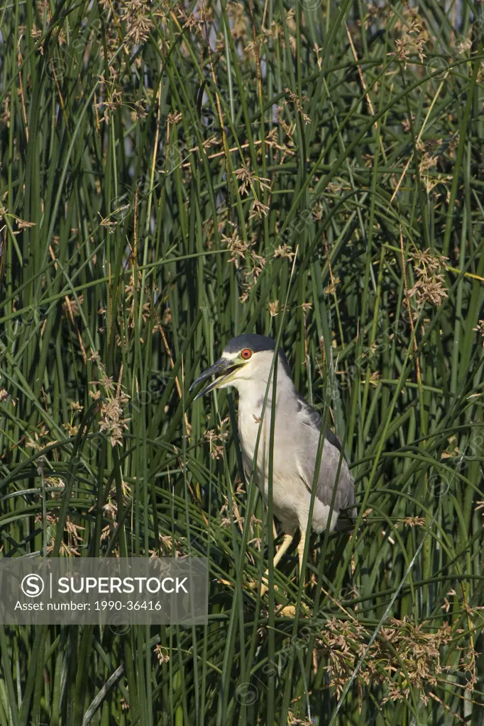 Black_crowned night heron Nycticorax nycticorax, adult in bulrushes Scirpus sp., Bear River Migratory Bird Refuge, Utah.