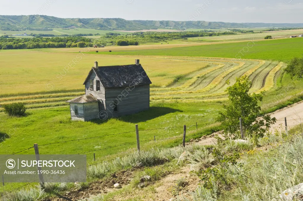 abandoned farm house in canola field, Qu´Appelle Valley, Saskatchewan, Canada