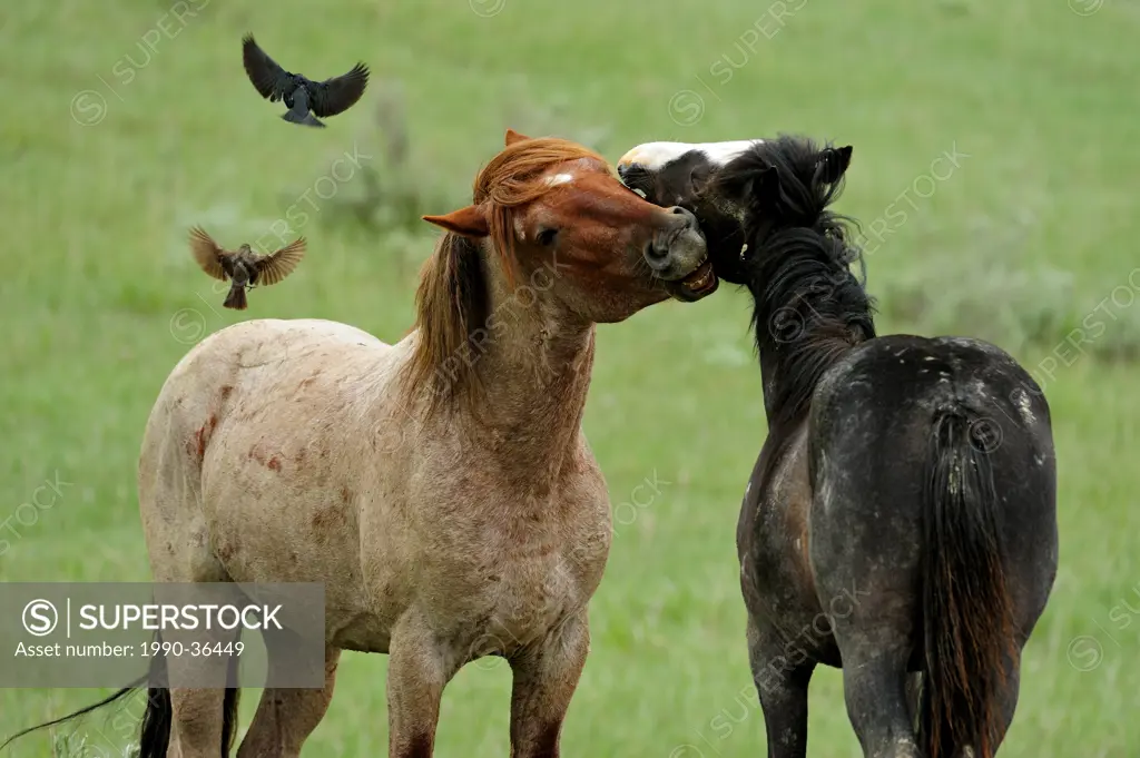 Feral Horse Wild Horse, Equus caballus. Courting pair. Theodore Roosevelt National Park South Unit, North Dakota, United States of America.