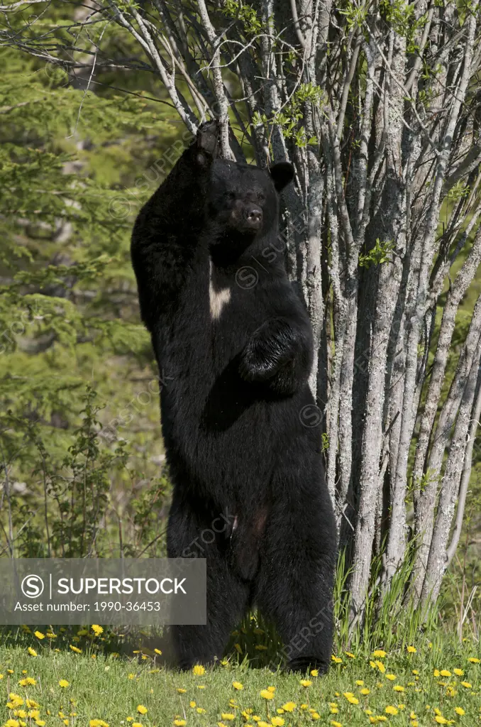 Wild American Black Bear standing up against tree to scratch and leave scent. Male, adult. Ursus americanus. Sleeping Giant Provincial Park, Ontario, ...