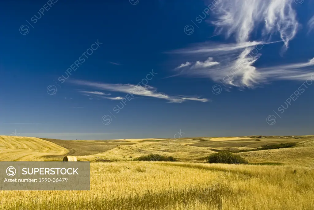 Grain field, Southern Saskatchewan, Canada.