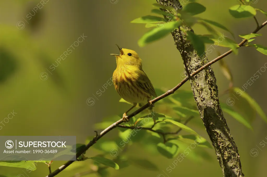 Yellow Warbler Dendroica petechia perched on a branch singing.