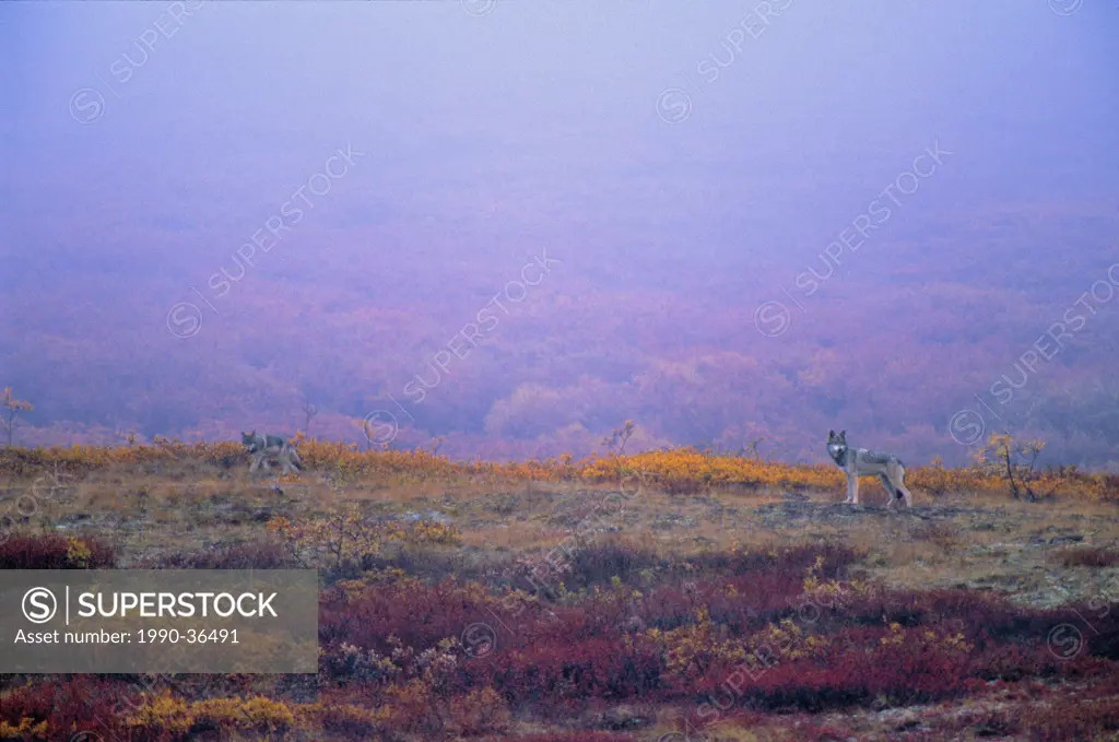 Two Timber Wolves Canis lupus on the tundra in Autumn, Northwest Territories, Canada.