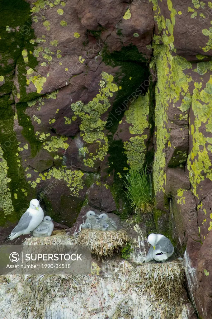 Black_legged Kittiwake, Rissa tridactyla on a cliff in Witless Bay Ecological Reserve, Newfoundland and Labrador, Canada.