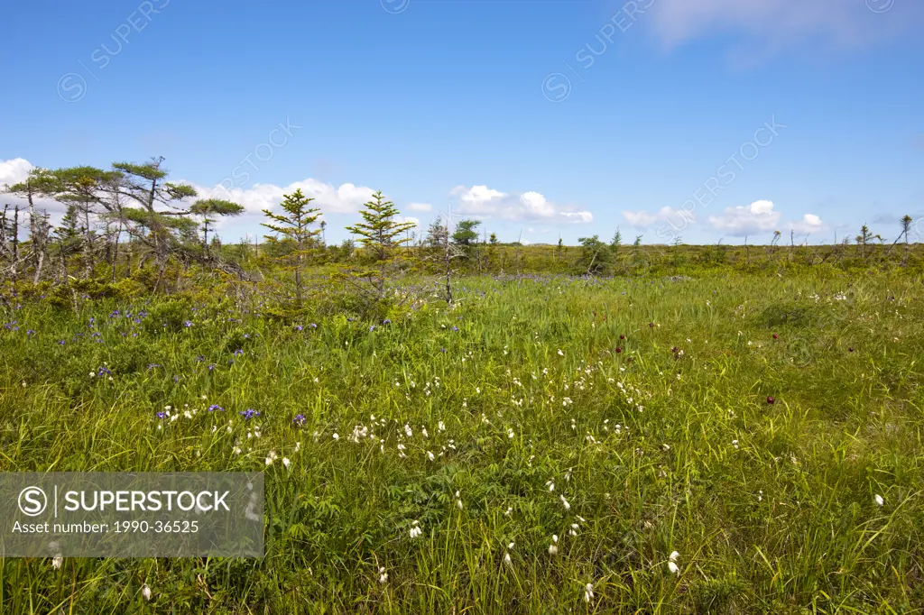 Cotton Grass Eriophorum polystachion and Blue Flag Iris Iris virginica shrevei in the Avalon Wilderness Area, Newfoundland and Labrador, Canada.