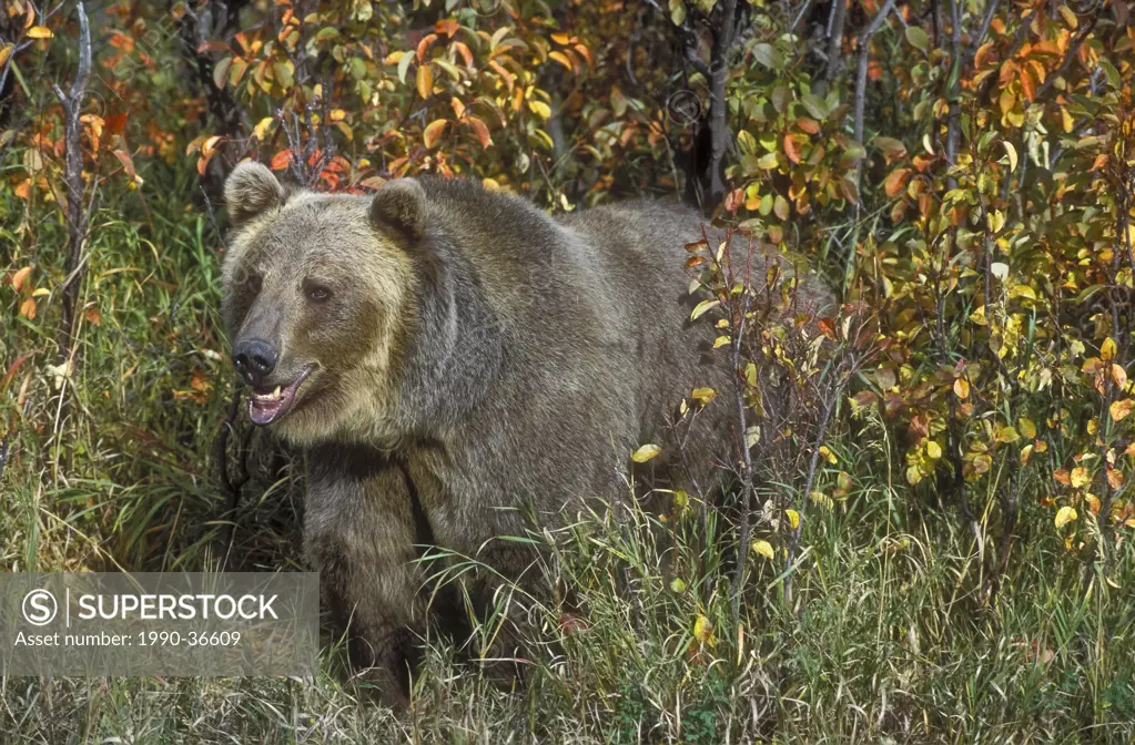 Grizzly Bear Ursus arctos amid autumn leaf color, Rocky Mountains, North America.