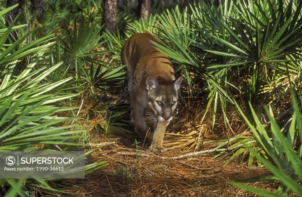 Florida Panther Puma concolor coryi endangered species in saw palmetto & pine forest, Florida, U.S.A.