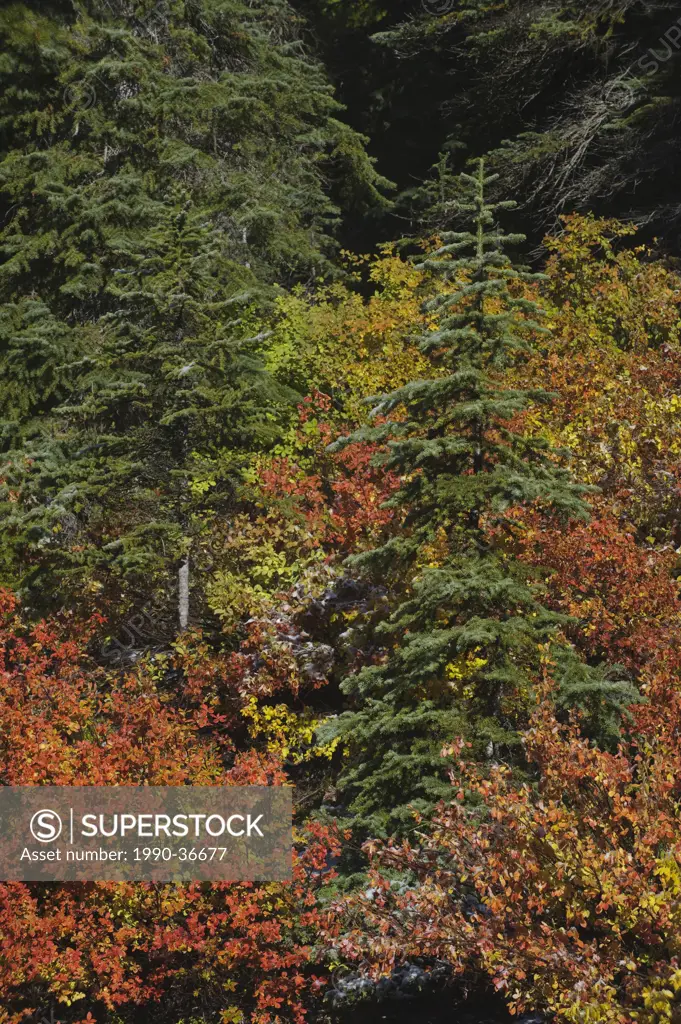 Autumn colours in Banff National Park, Alberta, Canada.