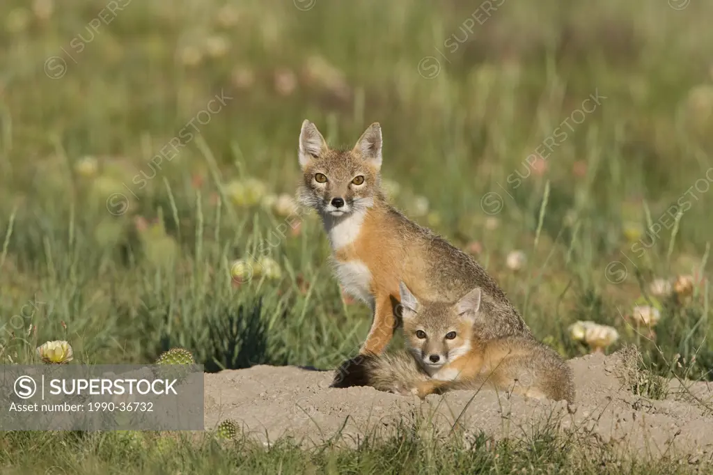 Swift fox Vulpes velox, male and kit at den, near Pawnee National Grassland, Colorado.