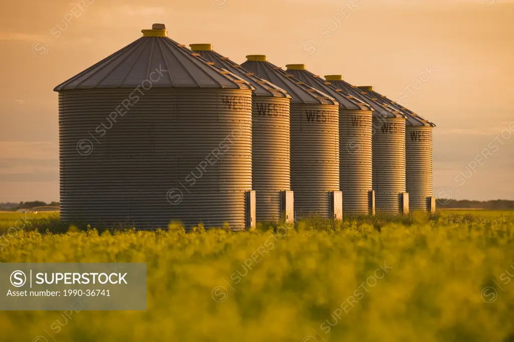 a field of bloom stage canola with grain bins,silos in the background, near Cypress River, Manitoba, Canada