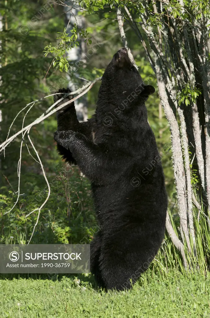 Wild American Black Bear standing up against tree to scratch and leave scent. Male, Adult. Ursus americanus. Sleeping Giant Provincial Park, Ontario, ...