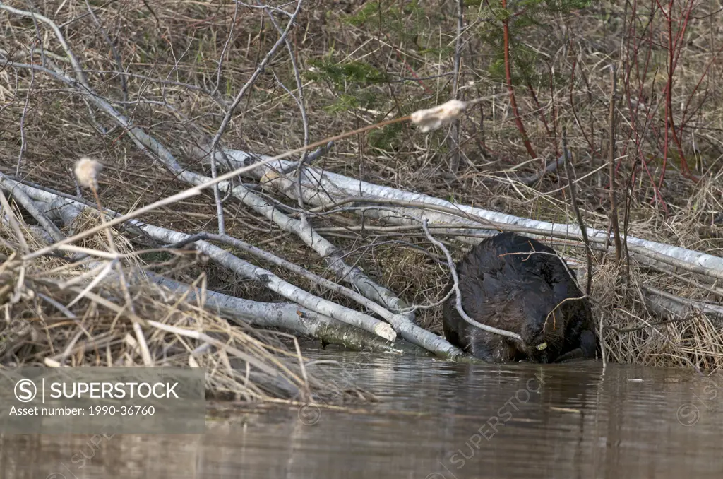 Beaver sitting at edge of pond feeding on aspen tree branch. Castor canadensis. Northern Ontario, Canada.