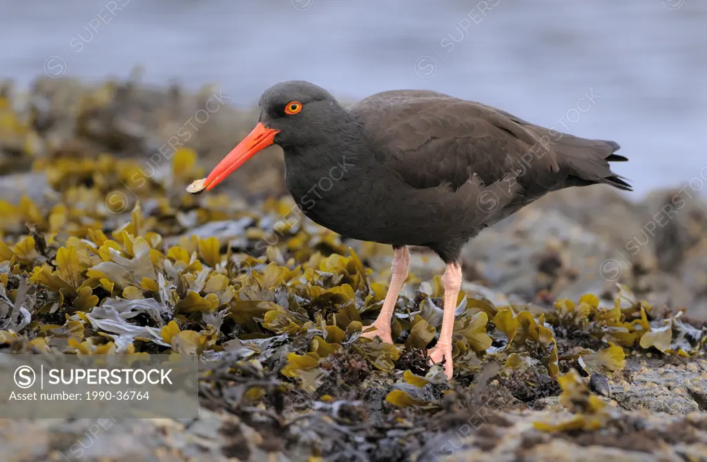 American Black Oystercatcher Haematopus bachmani standing in seaweed on rocks with a mollusc in its beak.