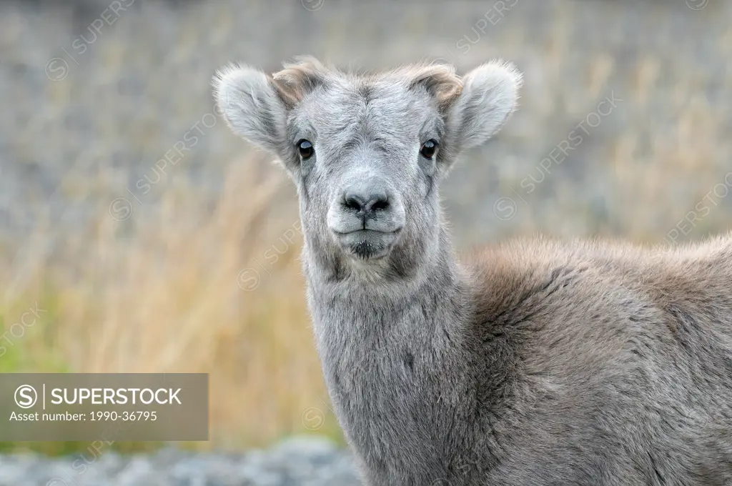 A close up of a young Rocky Mountain Bighorn Sheep Ovis canadensis standing making eye contact, Jasper National Park, Alberta, Canada.