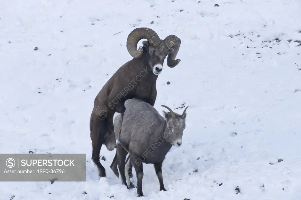 A large mature Rocky Mountain Bighorn Sheep Ovis canadensis ram mating with a female on a snow covered slope in Jasper National Park, Alberta, Canada.