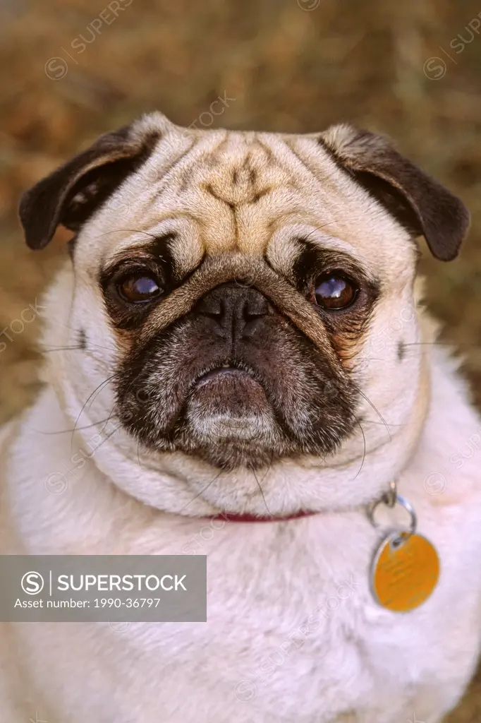A portrait of an adult pet Pug dog.