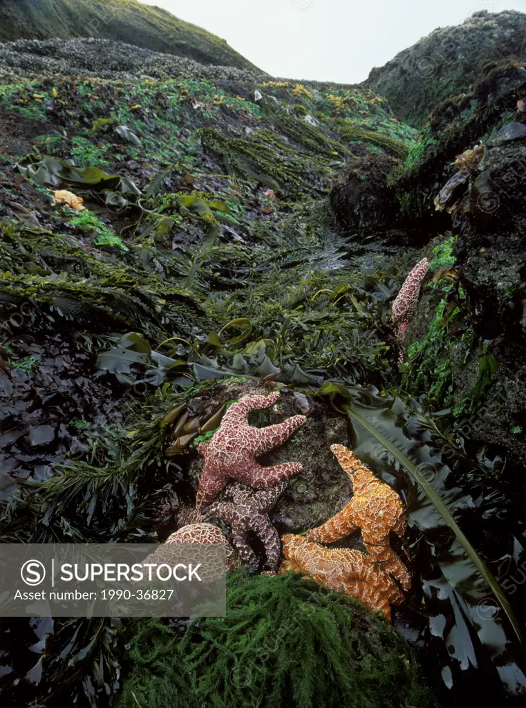 Pacific northwest intertidal life at low tide