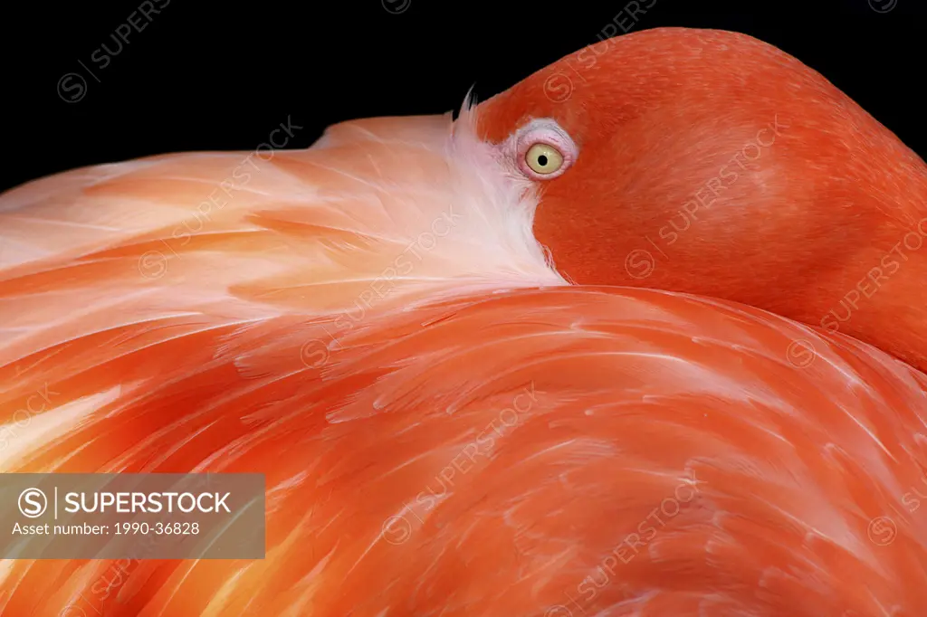 Close_up of a Caribbean Flamingo at rest.