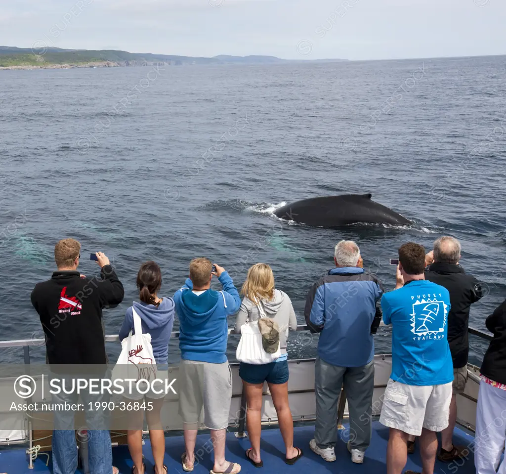 Whale watchers viewing a Humpback WhaleMegaptera novaeangliae breaching in Witless Bay Ecological Reserve, Newfoundland and Labrador, Canada.