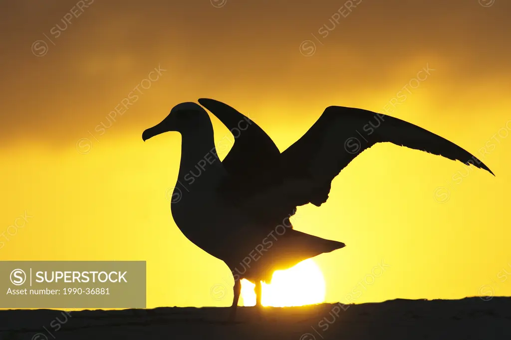 Laysan albatross Diomedea immutabilis, Midway Atoll, Hawaii