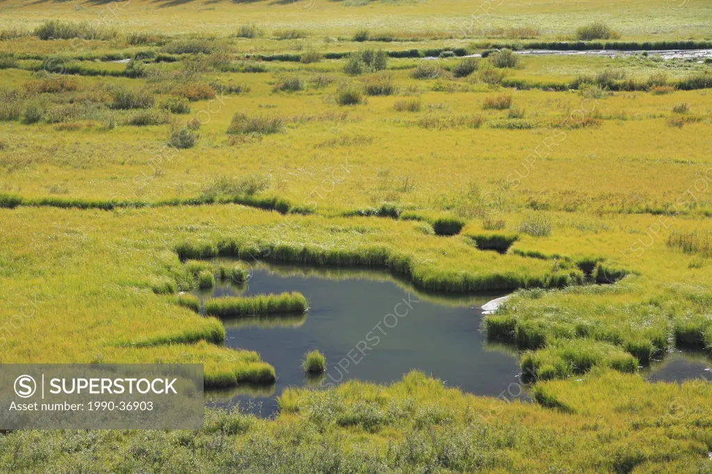 Wetland meadow in the Alberta foothills